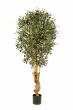 Olijfboom Forest Natural 180cm (laatste)